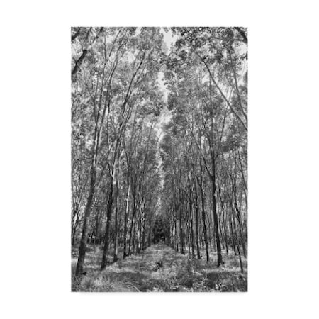 American School 'Rubber Trees Of Thailand' Canvas Art,30x47